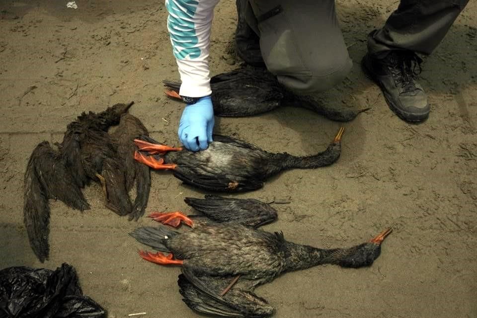 Un trabajador recoge los cadáveres de animales en la zona del derrame en Perú.