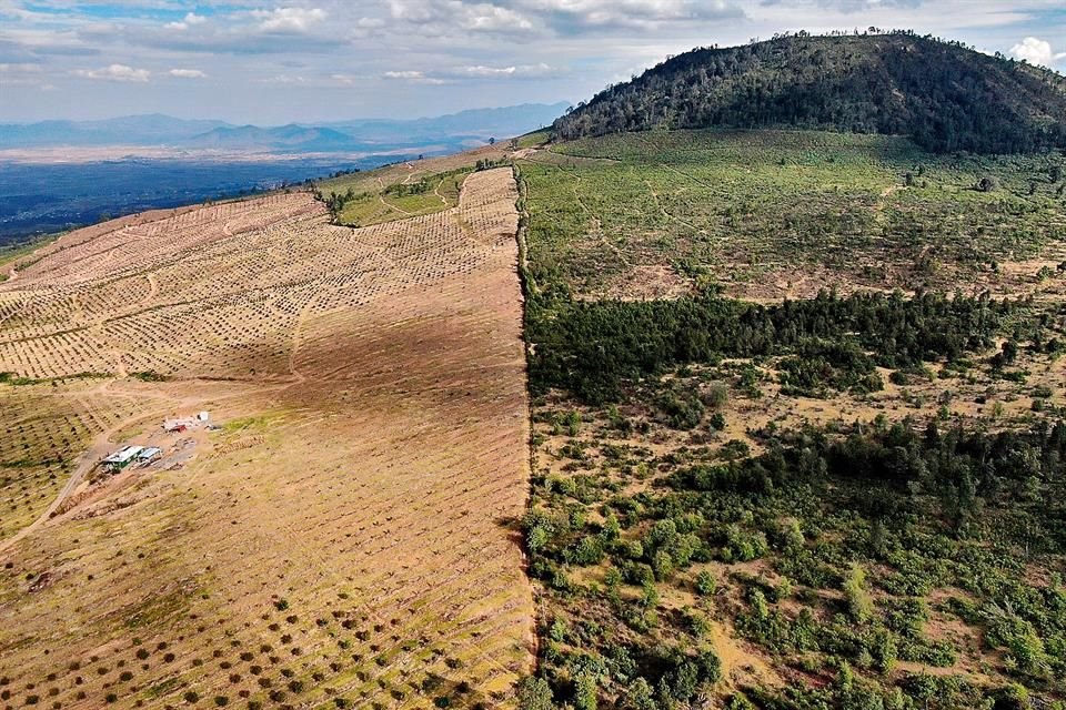 Pobladores acusan a taladores de drenar el agua en la zona para plantar aguacate.