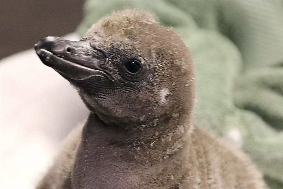 Un pingüino del @SyracuseZoo tiene dos papás!  Conoce la historia de 'Elmer' y 'Lima', un par de machos que cuidaron un huevo hasta que eclosionó.