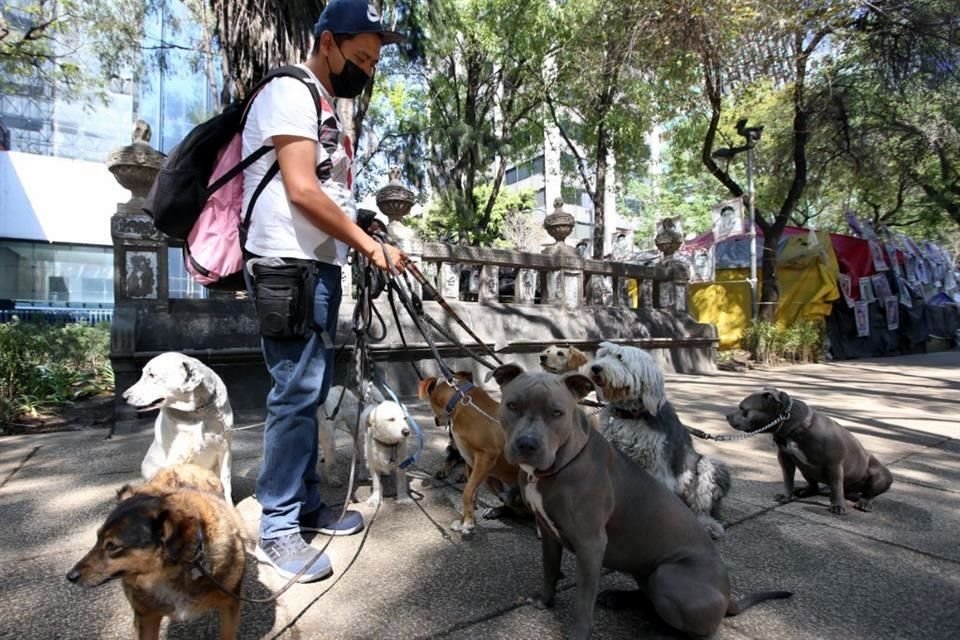 La pandemia también ha repercutido en los animales de compañía, principalmente en los canes, considera Héctor Chávez, entrenador de perros.