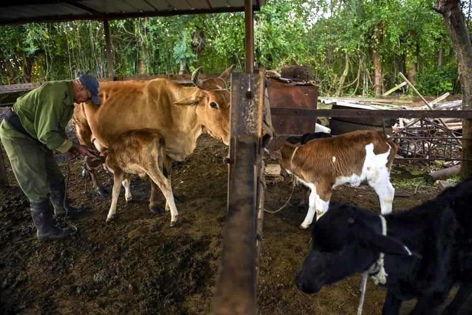 El granjero Domingo Díaz prepara sus vacas para ser ordeñadas en su casa de Batabano, provincia de Mayabeque, Cuba.