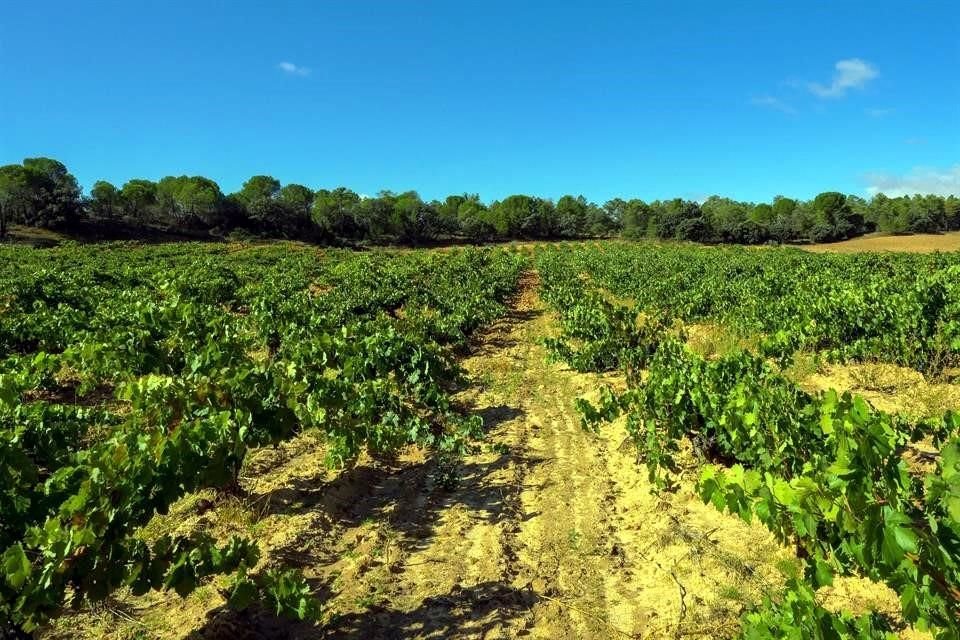 Un consumidor mucho más digital, bajo la filosofía 'carpe diem', hace crecer a Ribera del Duero, una de las Denominaciones de Origen más afamadas de España.