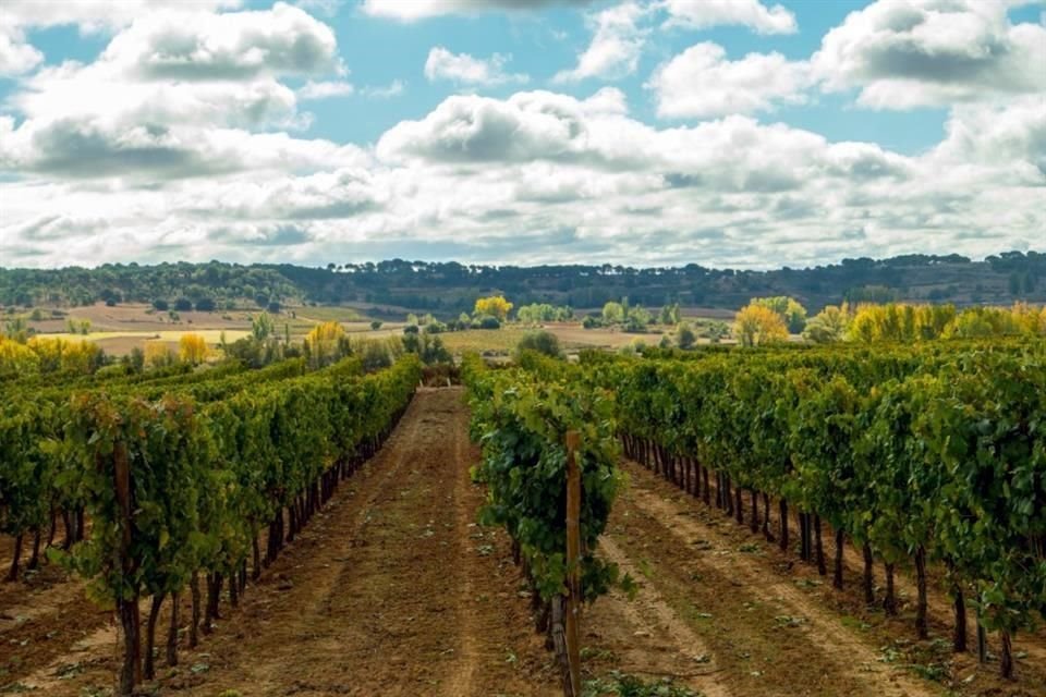 Un consumidor mucho más digital, bajo la filosofía 'carpe diem', hace crecer a Ribera del Duero, una de las Denominaciones de Origen más afamadas de España.