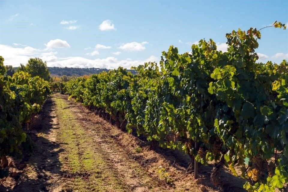 Un consumidor mucho más digital, bajo la filosofía 'carpe diem', hace crecer a Ribera del Duero, una de las Denominaciones de Origen más afamadas de España.