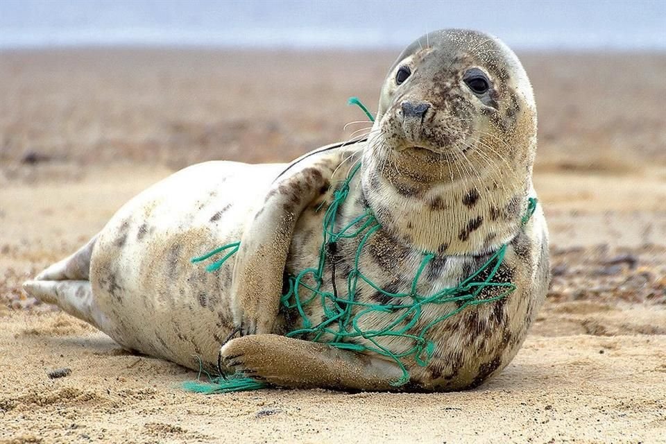 Un total de 2 mil 141 especies marinas encuentran contaminación plástica en sus ambientes naturales, reporta WWF.