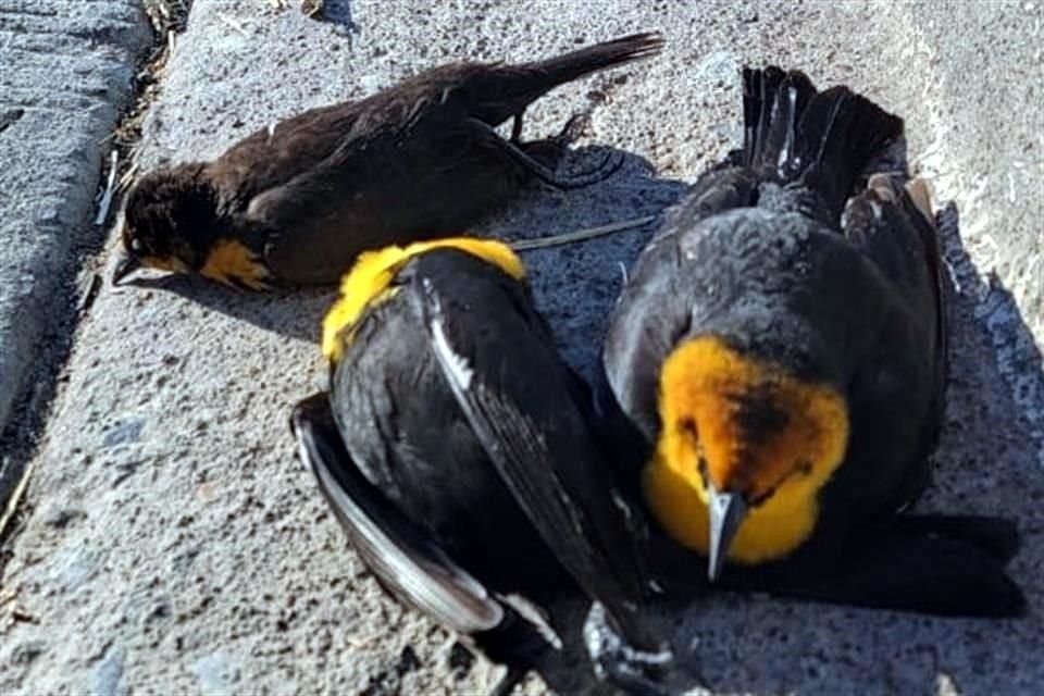 Las aves pertenecían a la especie Tordo Cabeza Amarilla, las cuales viajan desde Canadá para pasar el resto del invierno en el norte del País.