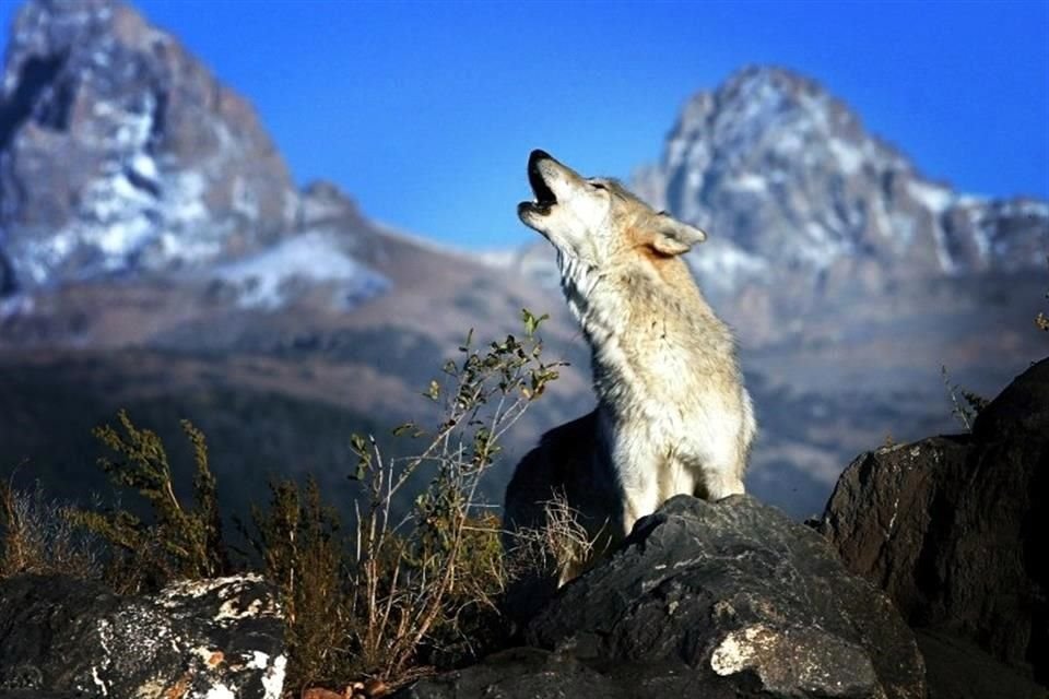 Cerca de 20 lobos han sido asesinados esta temporada en Montana.