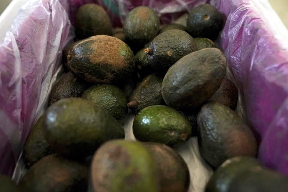 Michoacán busca certificar sus aguacates desde huertos legítimos.