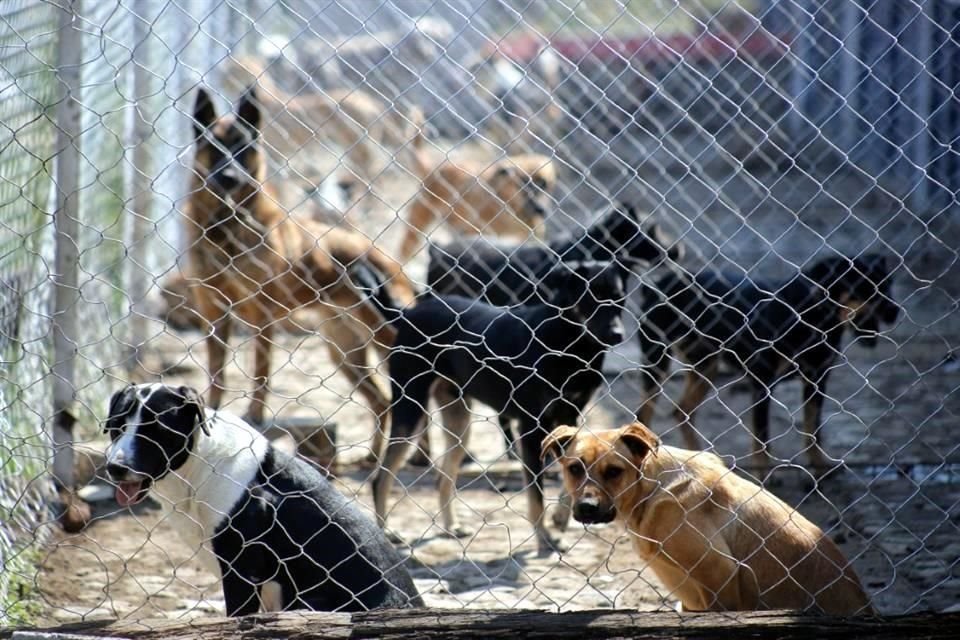 Huesos, un perro mestizo que fue rescatado en estado de extrema desnutrición, ayuda a infractores de la Ciudad de México con trabajo comunitario.