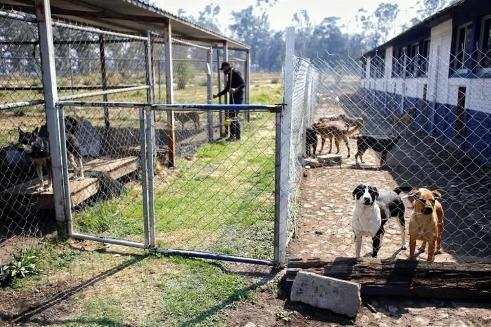 Los canes son resguardados en la Brigada, ubicada en Cuemanco, Alcaldía de Xochimilco, donde a la fecha hay 120.