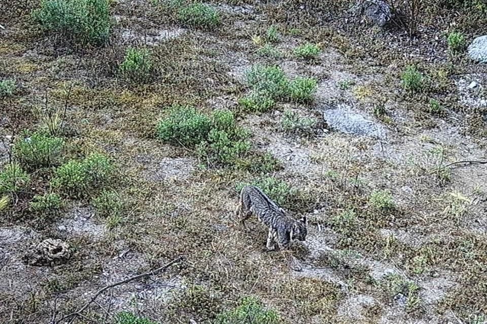 'La vida regresa a la Ciudad de México. Un lince captado por las cámaras trampa en el Desierto de los Leones', indicó la titular de la Sedema, Marina Robles.