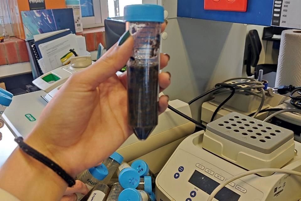 Las bacterias han probado en el laboratorio su efecto para degradar hidrocarburos.