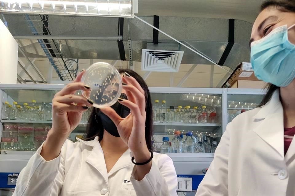 Cientos de bacterias ya caracterizadas por especialistas del CIGoM están almacenadas en reservorios. Para un derrame masivo, se requieren millones, por ello buscan financiamiento para el proyecto.
