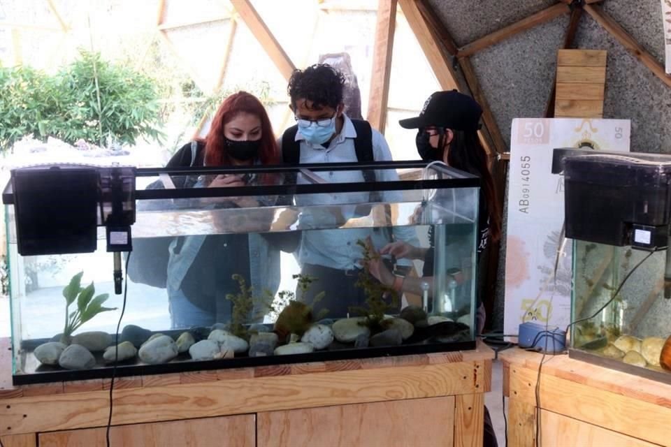 De acuerdo con los administradores de Axolotitlán, el museo en el que se encuentra, a 'La Gorda' le gusta comer y posar para las fotos.