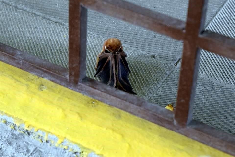 Autoridades informaron que tras el reporte atendieron de inmediato a los afectados.