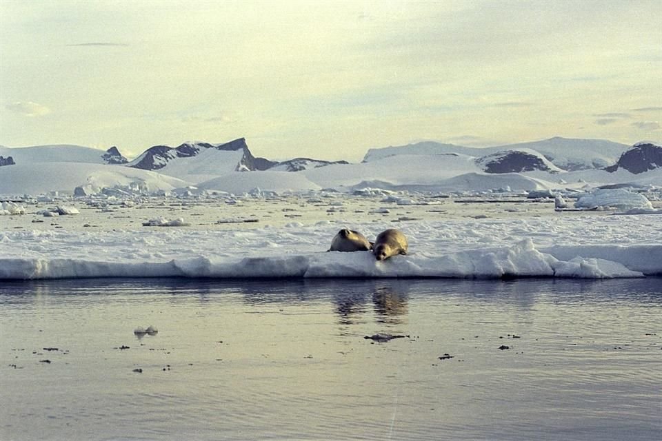 La extensión de hielo marino que rodea a la Antártida registró su nivel más bajo en más de 40 años, según datos científicos.