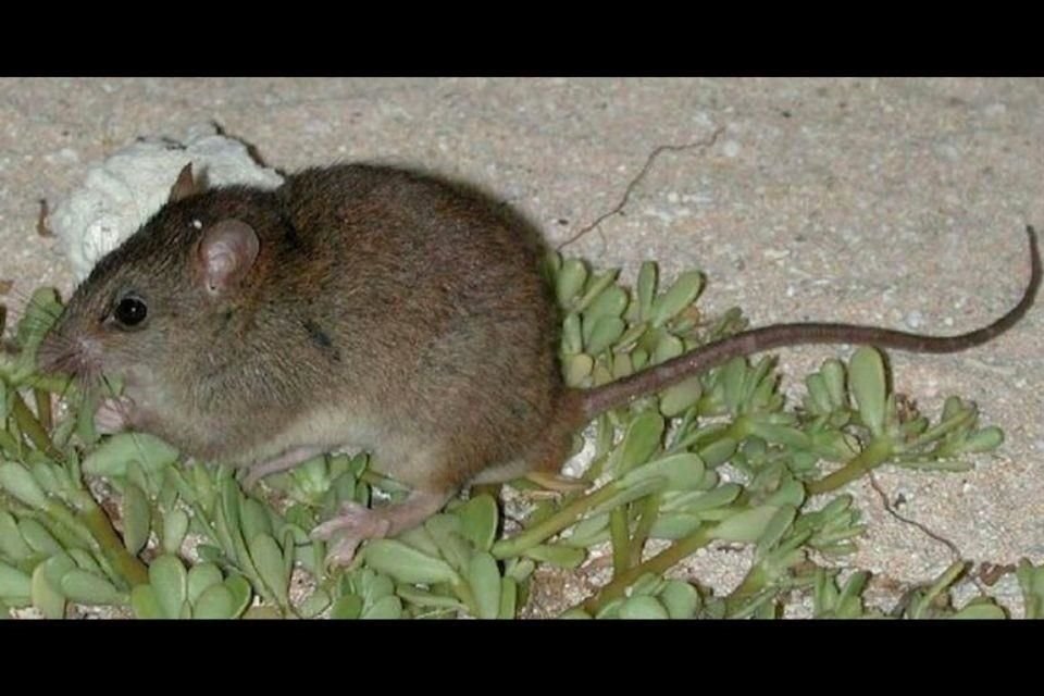 El melomys de Cayo Bramble es conocido como el primer mamífero que se extinguió por el cambio climático ocasionado por actividades humanas.