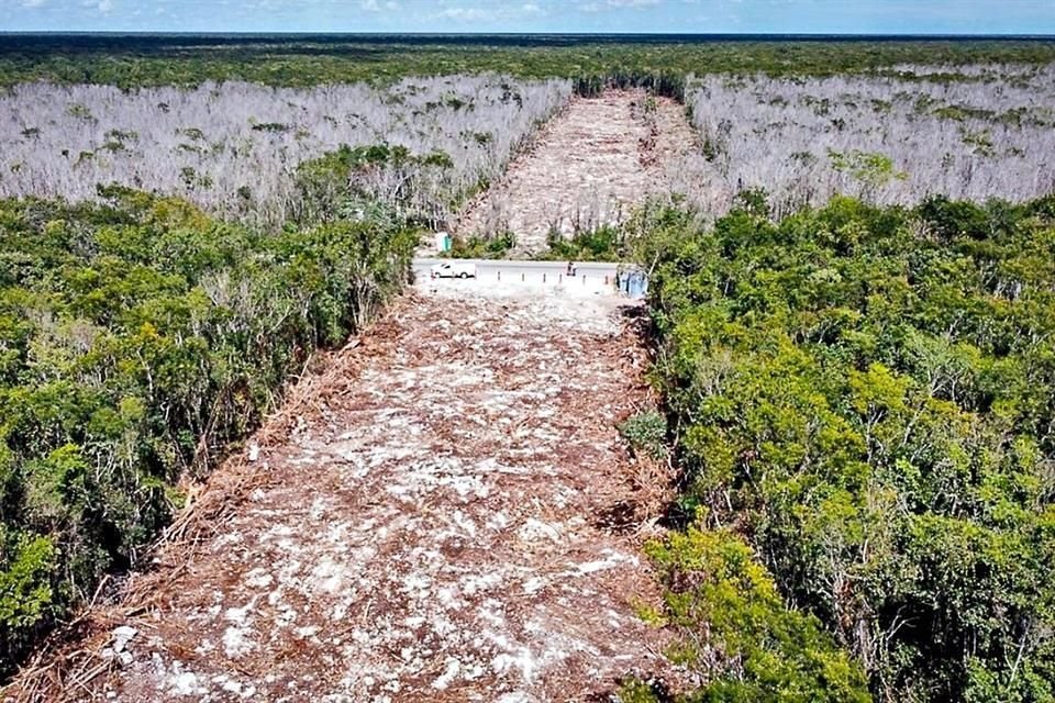 Nuevo trazo del Tren Maya, de Cancún a Tulum, está generando una nueva devastación ambiental; organizaciones advierten un grave impacto a flora y fauna en peligro de extinción.