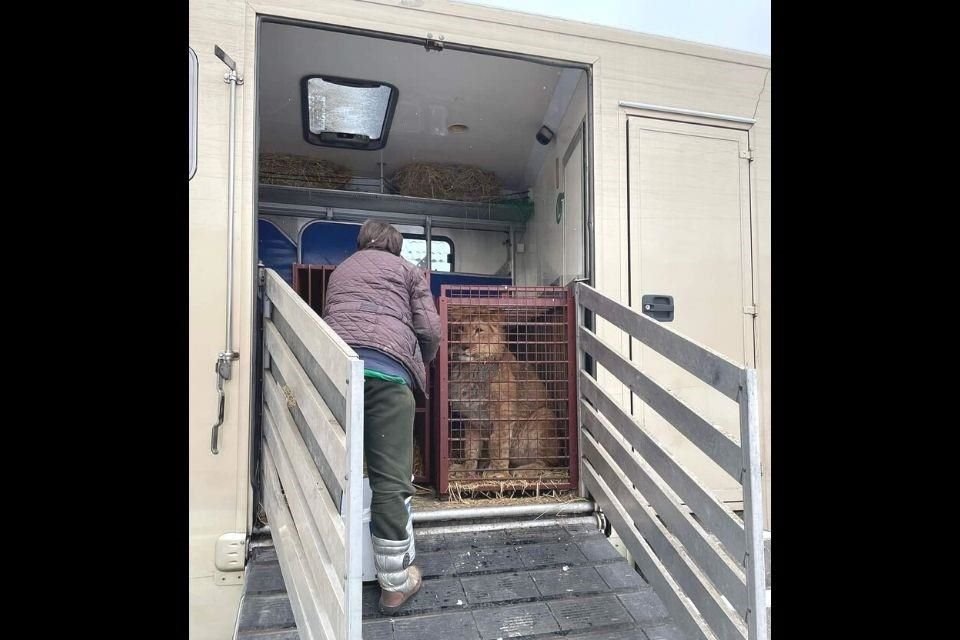 Un zoológico de Polonia recibió leones, tigres y otros animales que fueron evacuados de un santuario cercano a Kiev, Ucrania.