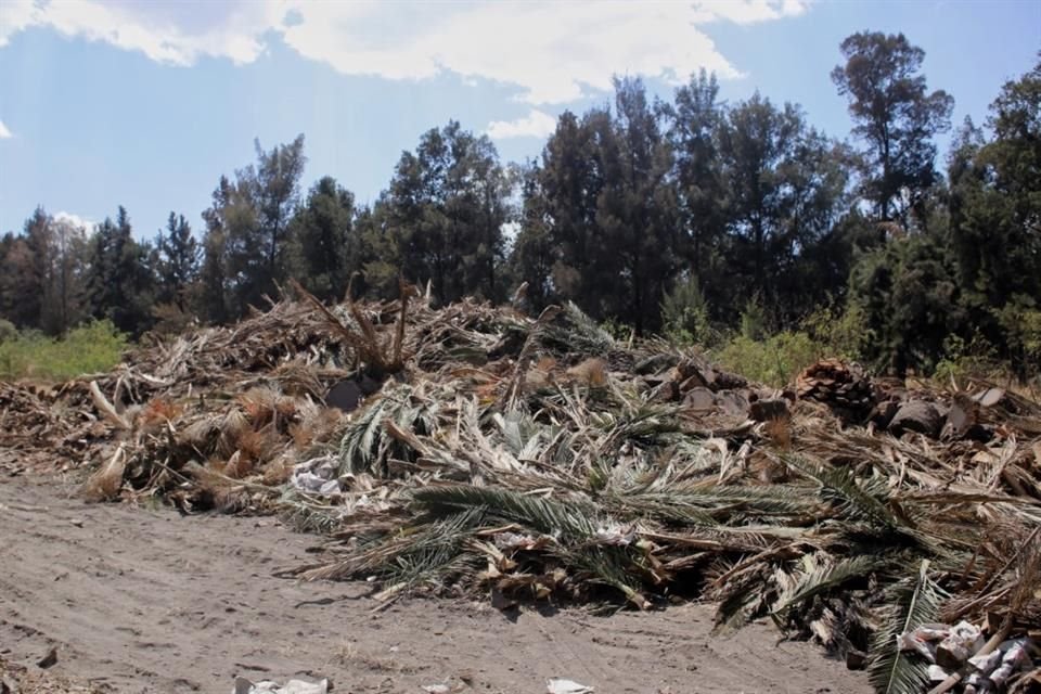 Los residuos de las palmeras afectadas por la plaga son colocadas en un vertedero al aire libre en el Vivero de Nezahualcóyotl.