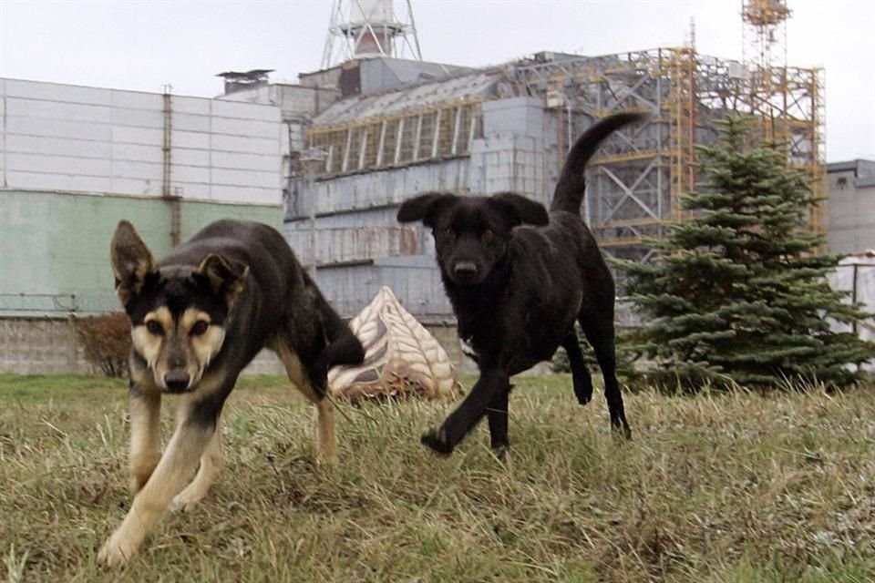 Más de 350 perros que viven en Chernobyl deben buscar comida por sí mismos tras la suspensión de operaciones de la OSC que los alimentaba.