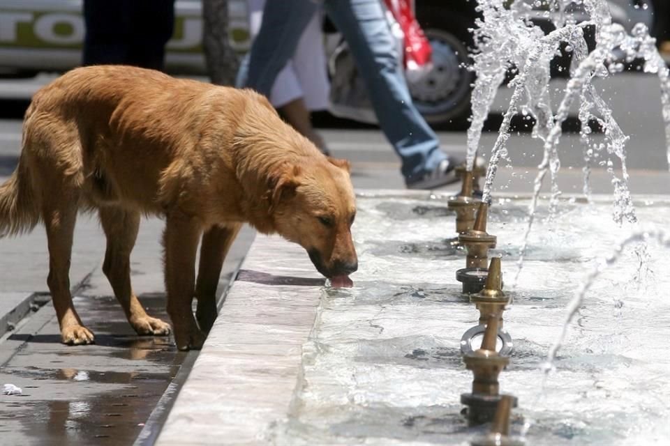 El especialista advierte de que exponer a los canes en la hora del calor, los sofocará.