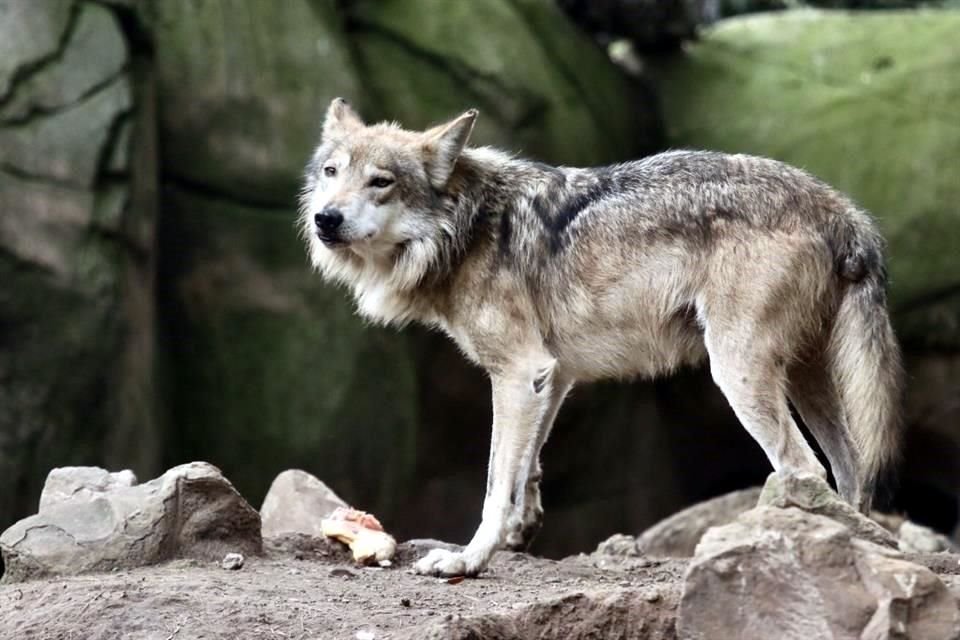 Expertos en protección de animales en zoológicos informaron que, a diferencia de años anteriores, mortandad ha crecido considerablemente.