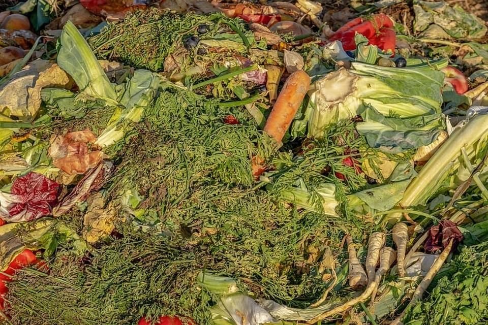 La Anáhuac y la WWF concientizarán a los jóvenes sobre el impacto ambiental asociado al desperdicio de alimentos.