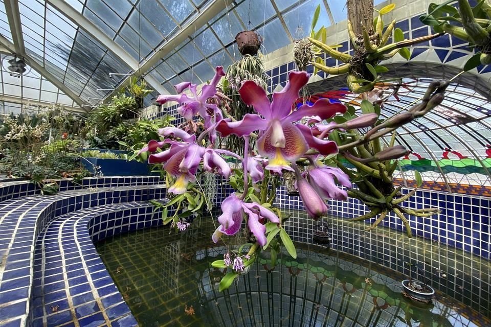 'El orquideario del Jardín Botánico no está en las mejores condiciones, no tiene controles de luz, temperatura y humedad para que se regeneren las orquídeas', explicó Robles.