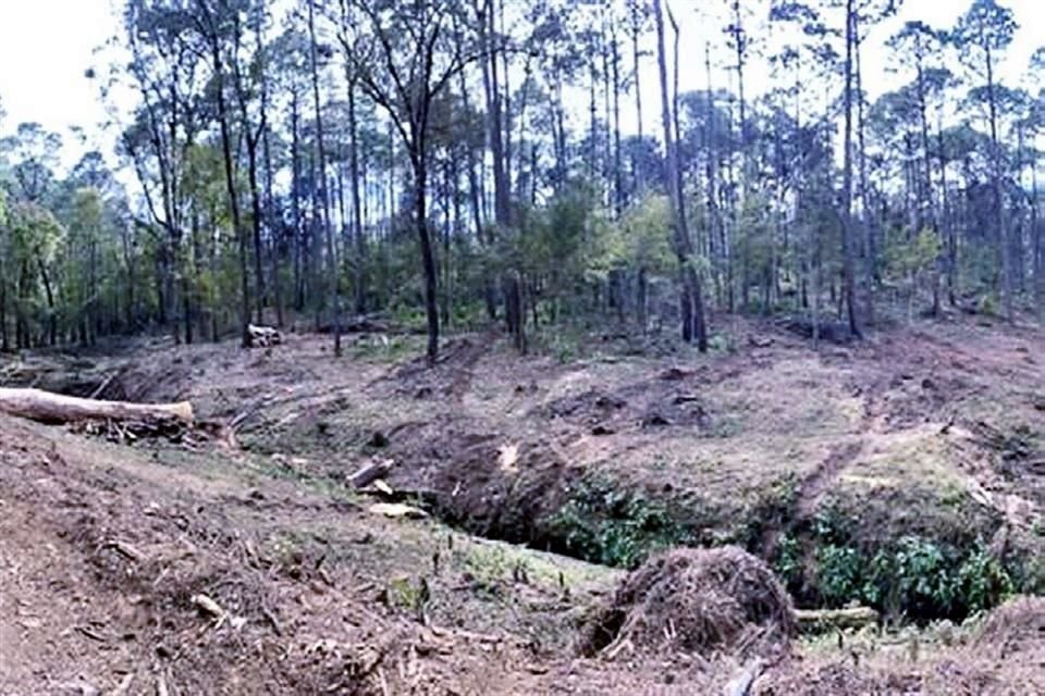 Las obras, que incluyen una presa privada, han ocasionado el derribo de cientos de árboles.