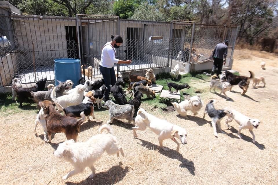 El Refugio Franciscano da un hogar a animales rescatados en los 10 mil metros cuadrados que abarca.