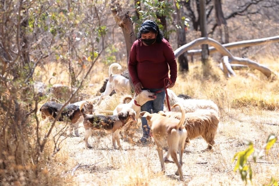 Los empleados sacan a pasear a todos los perros que habitan en el espacio y luego los regresan a sus jaulas.