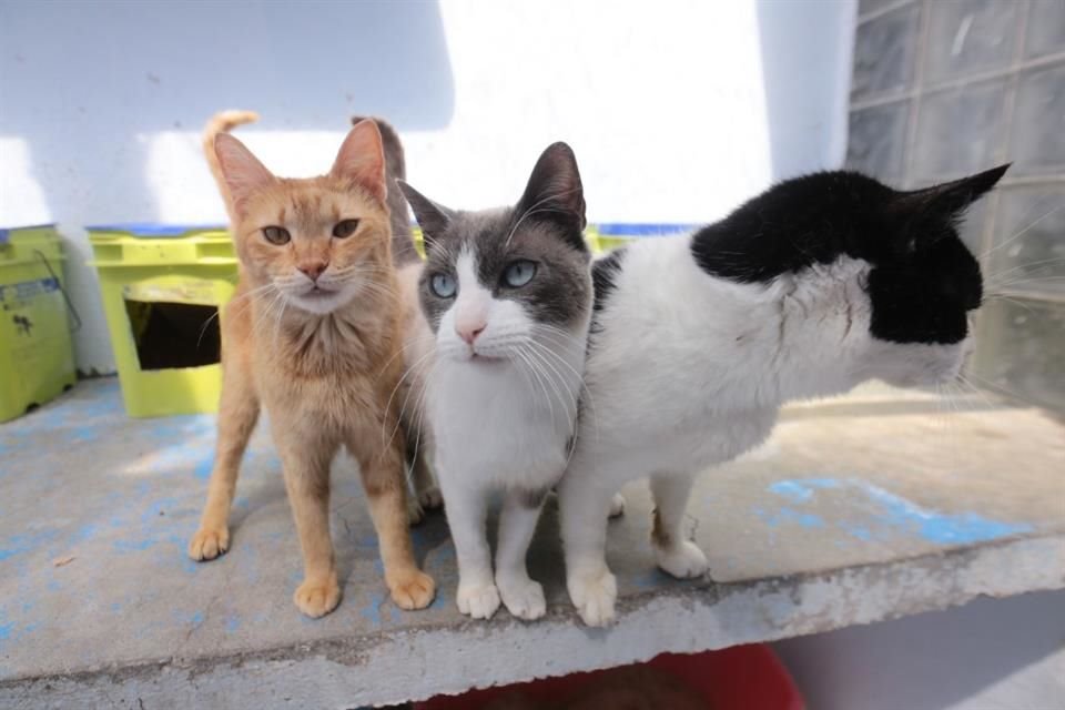 El refugio también cuida de gatos.