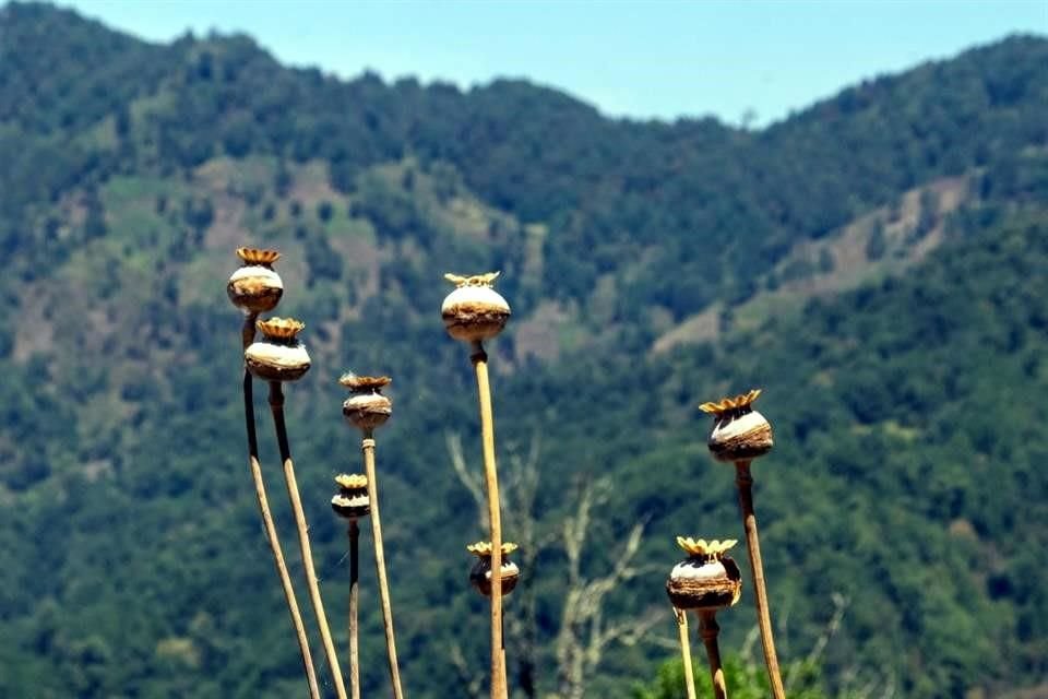 La fumigación ha provocado la desaparición de polinizadores, como las abejas y ha secado los árboles, acusaron campesinos.