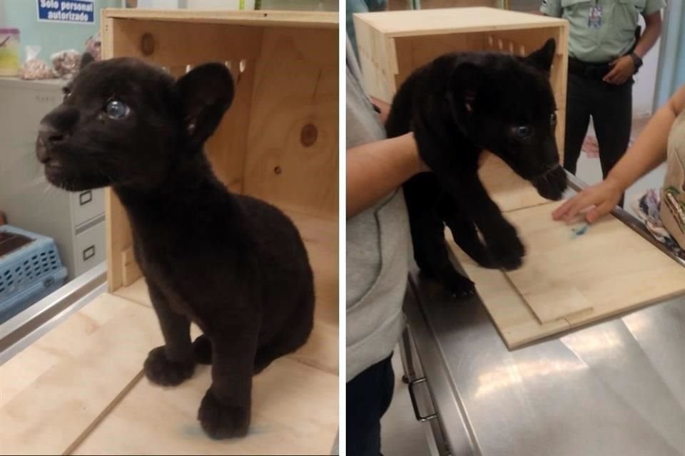 Un ejemplar de jaguar, de tres meses de edad, fue asegurado por elementos de la Guardia Nacional en el Aeropuerto de Mérida, Yucatán.