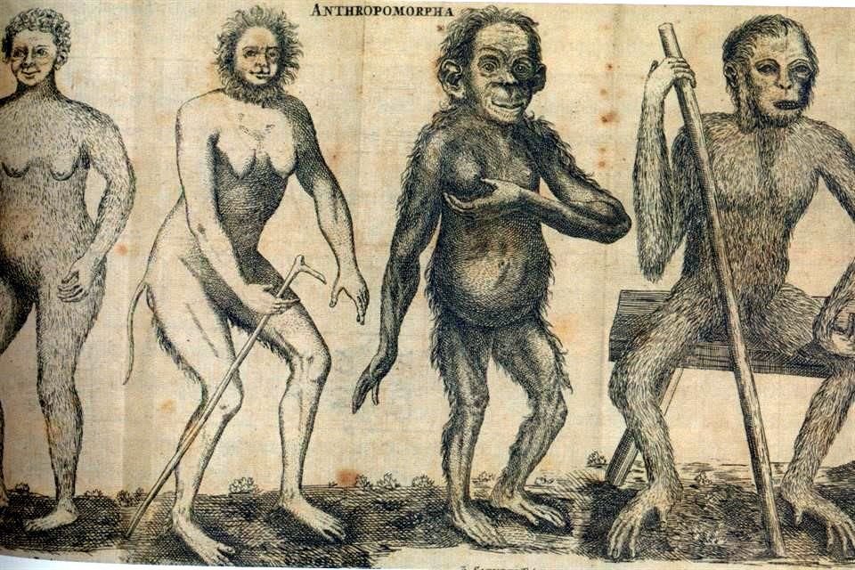 El lector lo mismo puede saltar de una urna griega a un libro medieval, o de un óleo del siglo 19 a la fachada de una iglesia para seguir a la figura del salvaje en su camino histórico.
