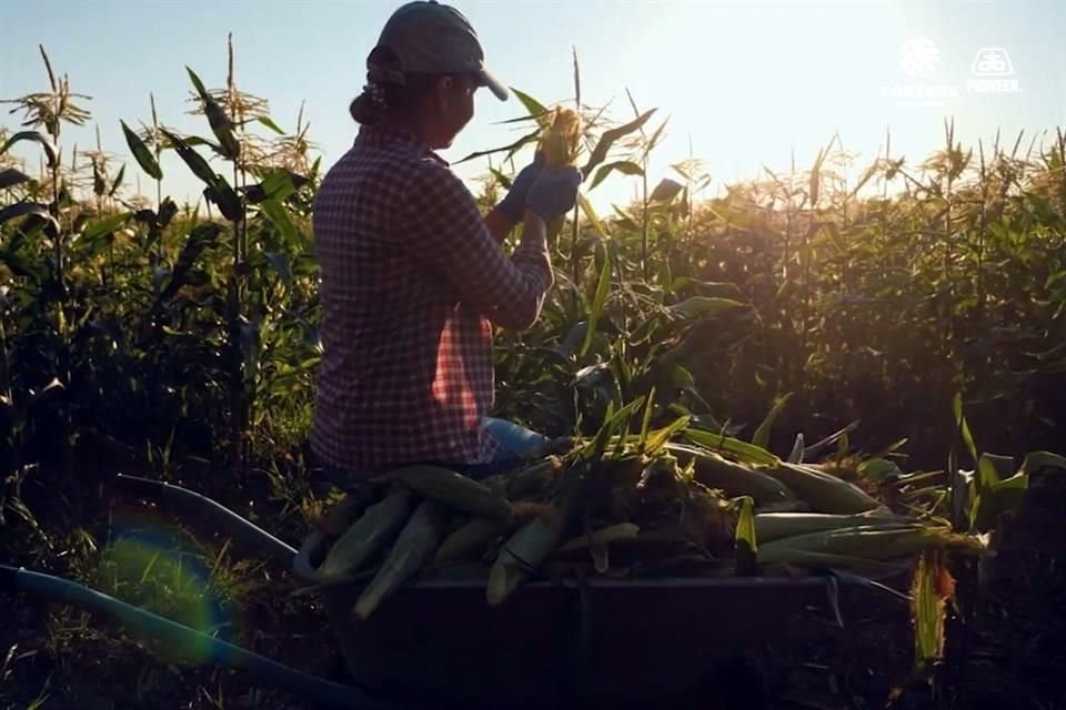 En Mxico se han detectado actividades agrcolas realizadas por nios o bajo condiciones de explotacin.