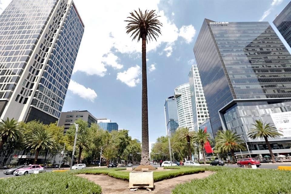Luego de 100 años, la palma será retirada de la glorieta en Reforma, por una plaga que acabó con ella.