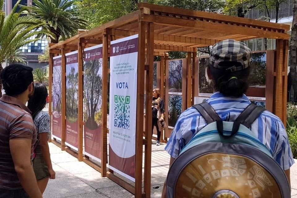 En la Glorieta de la Palma fue colocado un módulo de votación que llama a vecinos a decidir sobre qué árbol sustituirá a Palma de Reforma.