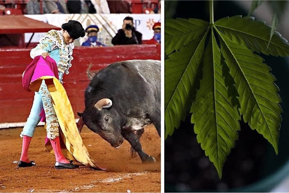 La SCJN analiza pronunciamiento contra corridas de toros y peleas de gallos; además, prepara proyecto que despenaliza posesión de mariguana.
