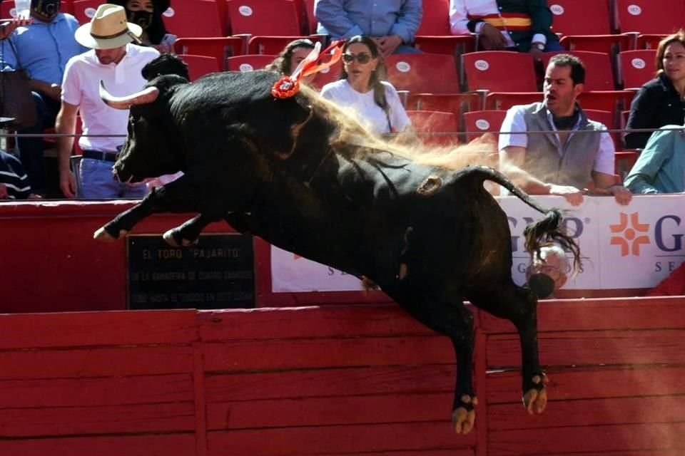 El astado estuvo a punto de alcanzar el tendido con su salto.