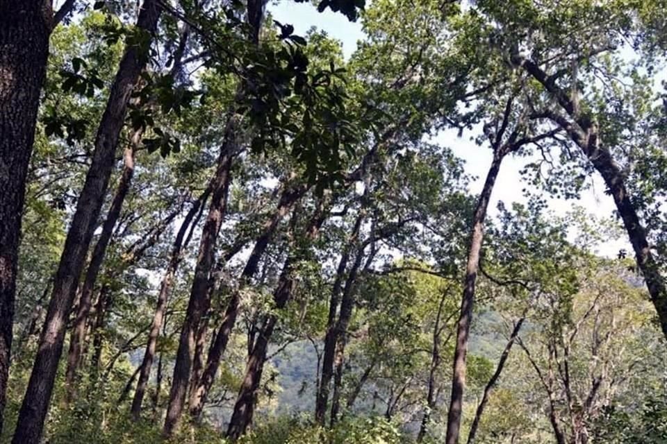 En la Sierra de Picachos, lejos de toda actividad humana, hay un extenso bosque de enormes encinos, altas cañadas y cascadas que conforman la  reserva natural.