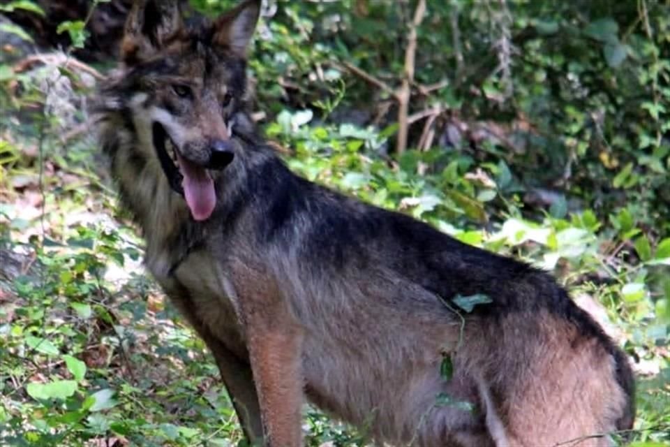 Esta zona resguarda La Mesa, lugar donde un equipo de expertos de la Organización Vida Silvestre (Ovis) rehabilita ejemplares del lobo gris mexicano.