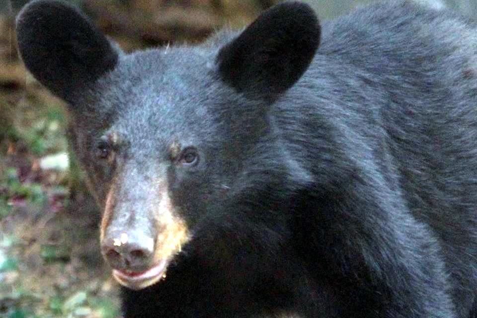 El oso negro mexicano es otro de los vecinos del lobo gris en La Mesa.