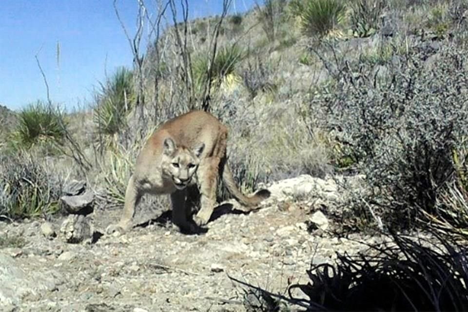 Animales en peligro de extinción o que requieren protección especial también hallan refugio en la zona, como el puma.