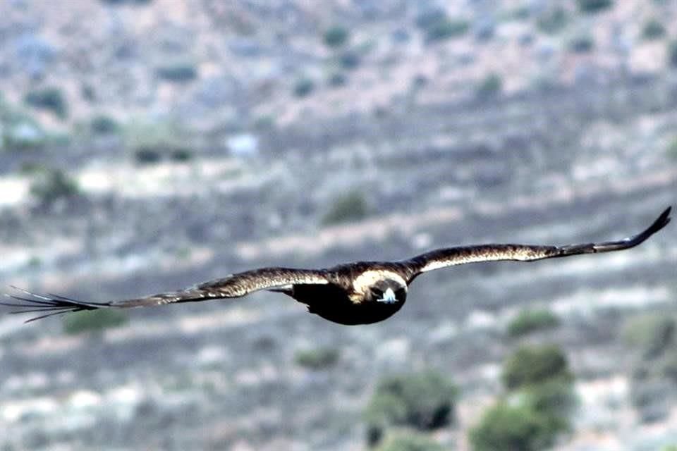 Para el Águila real Ovis tiene también un programa de conservación y protección.