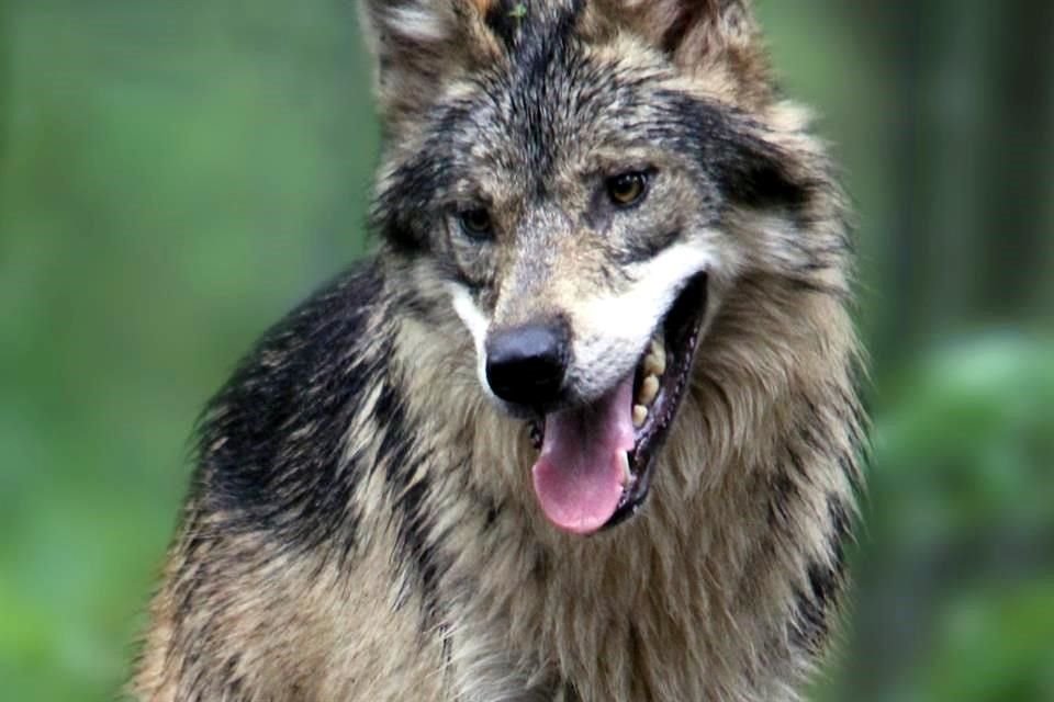 Típicamente, un lobo gris mexicano mide 1.5 metros de largo y pesa entre 20 y 35 kilos. Son los más pequeños de esta subespecie en América del Norte.