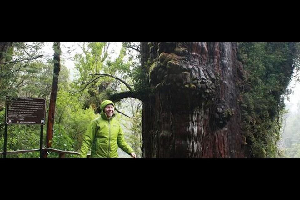Un alerce patagónico conocido como 'Gran Abuelo' podría ser el árbol y el ser vivo más antiguo sobre la Tierra, según estimación científica.