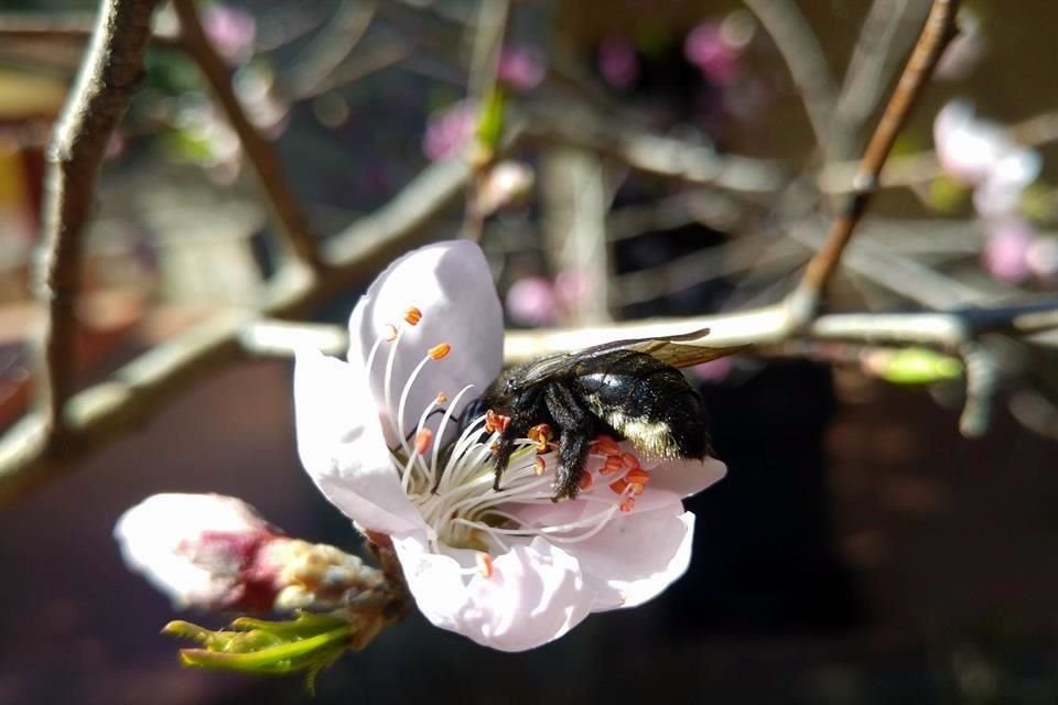 Entre las especies halladas por la especialista se encuentra esta 'abeja carpintera', en la imagen sobre una flor de durazno.