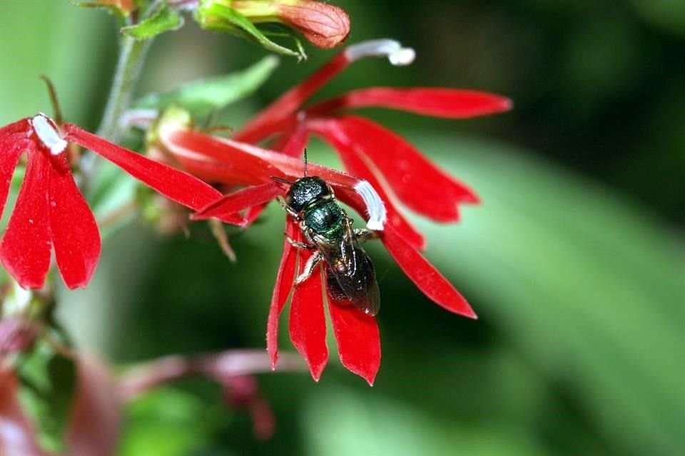 La 'abeja Ceratina' es otra de las especies nativas del Estado, aquí la vemos descansando en una flor de Lobelia.